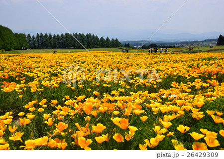生駒高原のカリフォルニアポピー (宮崎県小林市) 生駒高原のカリフォルニアポピー (宮崎県小林市) 26429309