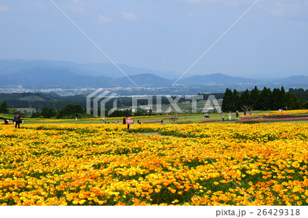 生駒高原のカリフォルニアポピー （宮崎県小林市） 26429318