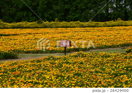 生駒高原のカリフォルニアポピー （宮崎県小林市） 26429400