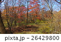 晩秋の紅葉 26429800