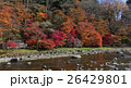 晩秋の紅葉 26429801