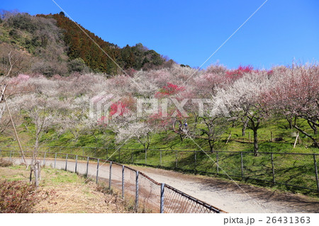 木下沢梅林 26431363