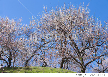 木下沢梅林 26431364