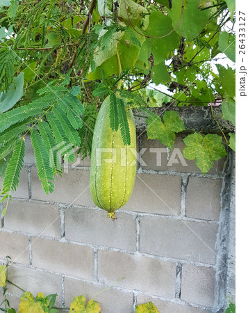 Luffa gourd plant on the wall background. Luffa gourd plant on the wall background. 26433127