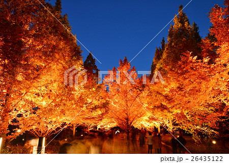 ライトアップされたメタセコイアの並木道 26435122