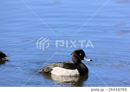 キンクロハジロ キンクロハジロ 26438769