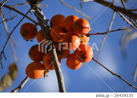 山柿 26439135