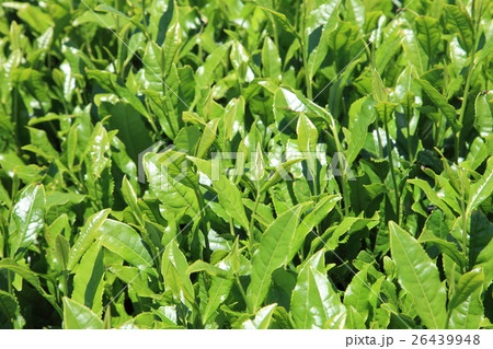 狭山茶の新芽 狭山茶の新芽 26439948