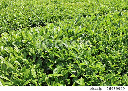 狭山茶の新芽 狭山茶の新芽 26439949