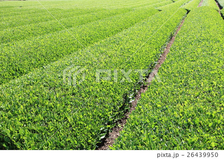 狭山茶の茶畑 26439950