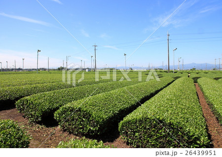 狭山茶の茶畑　　埼玉県 26439951