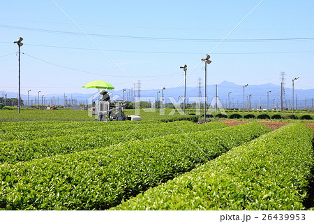 狭山茶の茶畑 入間市 狭山茶の茶畑 入間市 26439953