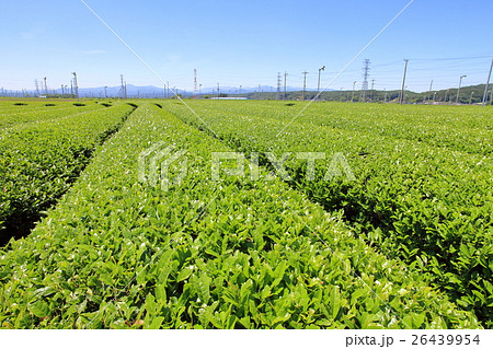 狭山茶の茶畑 入間市の写真素材