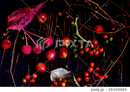 木の実 木の実 26439994