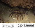 カノコイセエビ 26439996
