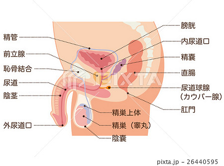 男性生殖器 断面図のイラスト素材