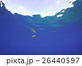 ウミガメ 26440597