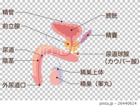 男性生殖器　断面図 26440624