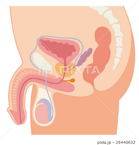 男性生殖器 断面図 男性生殖器 断面図 26440632
