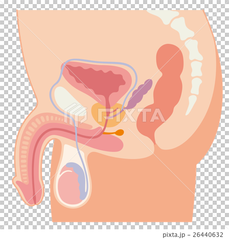 男性生殖器 断面図 男性生殖器 断面図 26440632