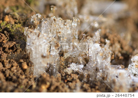 寒い日の地面 霜柱のアップ  寒い日の地面 霜柱のアップ  26440754
