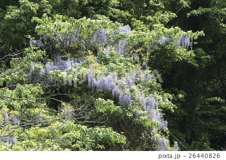 三浦半島/小網代の森の藤の花 26440826