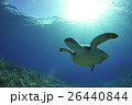 ウミガメ 26440844