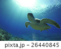 ウミガメ 26440845