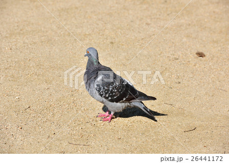 鳩 鳩 26441172