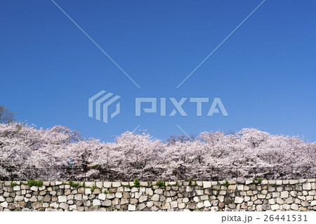 大阪城公園　満開の桜 26441531
