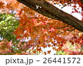 紅葉接写 26441572