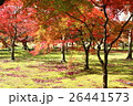 紅葉林 26441573
