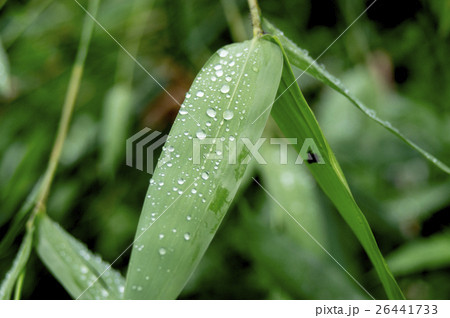 緑葉 緑色の葉 青葉 26441733