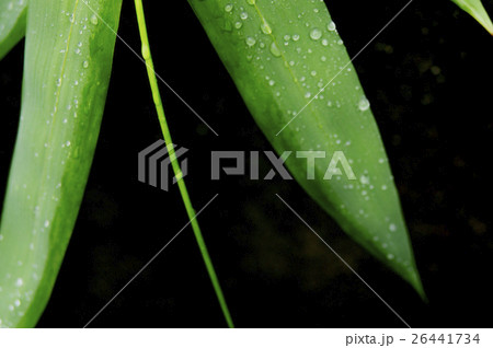 緑葉 緑色の葉 青葉 26441734