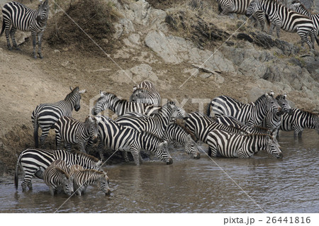 グラントシマウマ 26441816