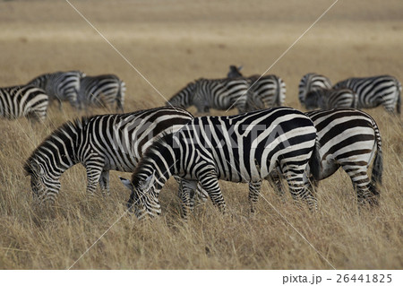 グラントシマウマ 26441825