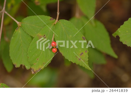 コバノガマズミ 26441839
