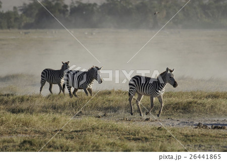 グラントシマウマ 26441865