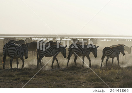 グラントシマウマ 26441866