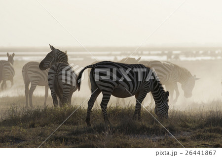 グラントシマウマ 26441867