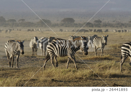 グラントシマウマ 26441893