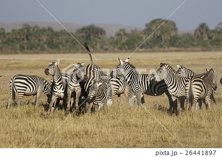 グラントシマウマ 26441897