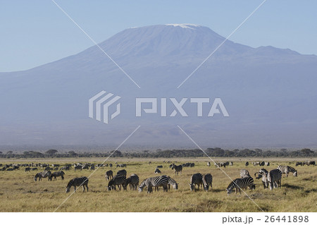 グラントシマウマ グラントシマウマ 26441898