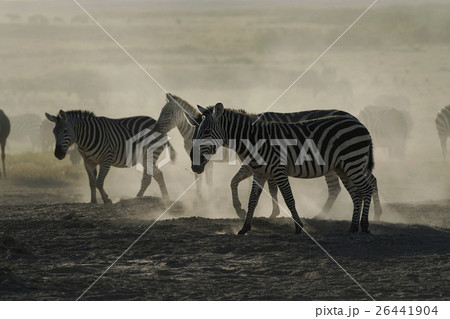 グラントシマウマ 26441904