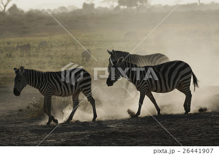 グラントシマウマ グラントシマウマ 26441907