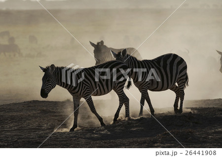 グラントシマウマ グラントシマウマ 26441908