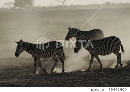 グラントシマウマ 26441909