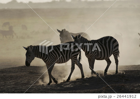 グラントシマウマ グラントシマウマ 26441912
