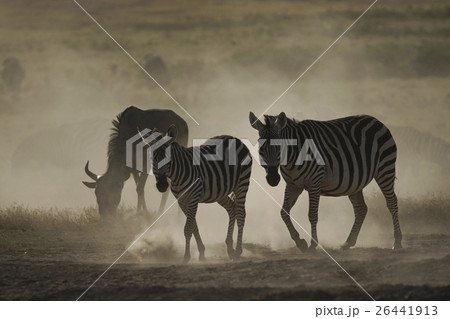 グラントシマウマ 26441913