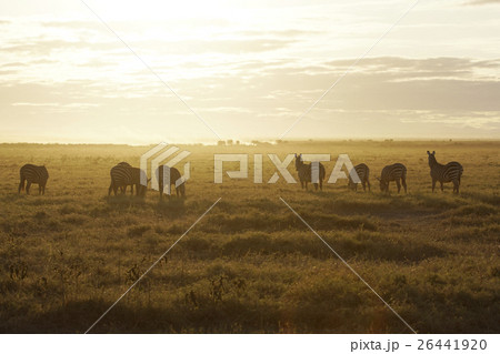 グラントシマウマ 26441920